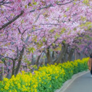 三浦市の特許・実用新案登録・意匠登録・商標登録に役立つ情報