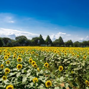 座間市の特許・実用新案登録・意匠登録・商標登録に役立つ情報